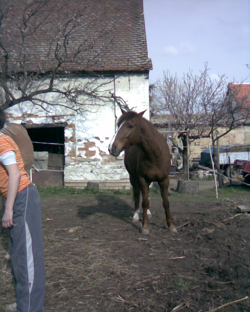 Gevin ve výběhu.