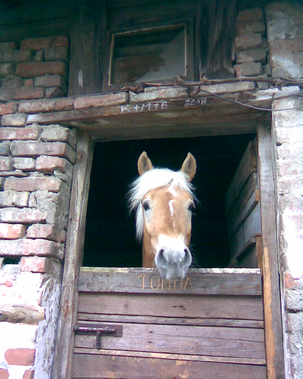 Hlava Tondy.