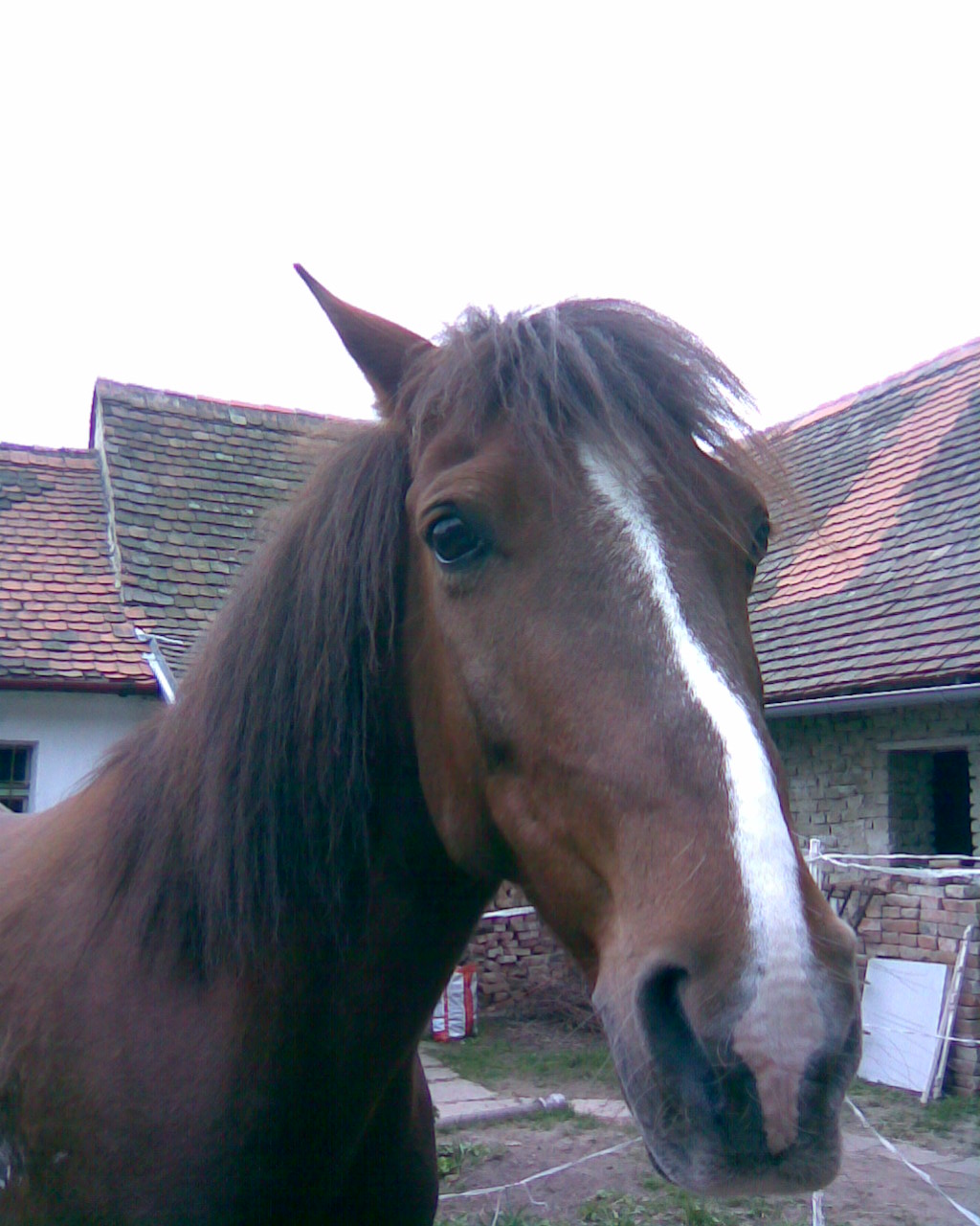 Hlava Gevina.