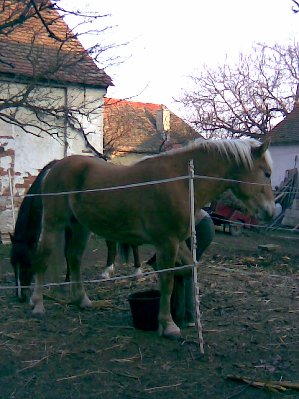 Tondínek.
