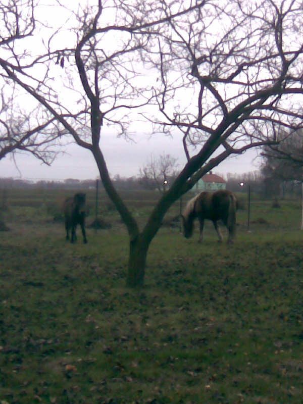 Obraz368.jpg