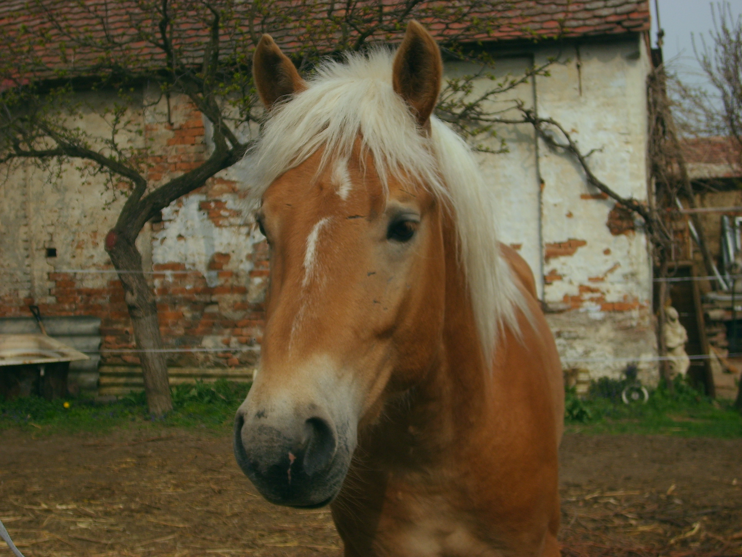 koně2008 008.jpg